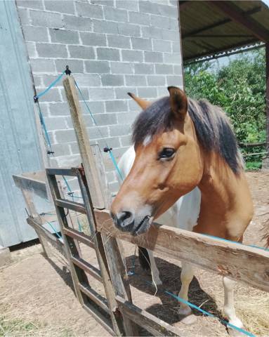 Gelding No Origin Recorded For sale 2018 Coloured
