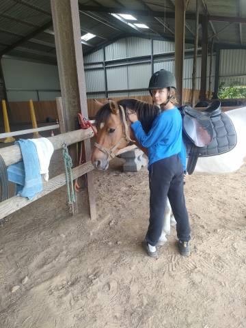 Gelding No Origin Recorded For sale 2018 Coloured