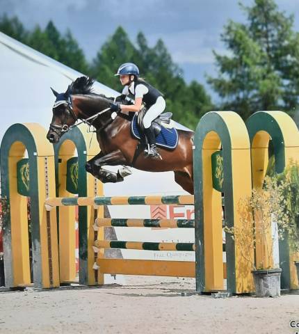 Gelding British Riding Pony For sale 2017 Dark Bay