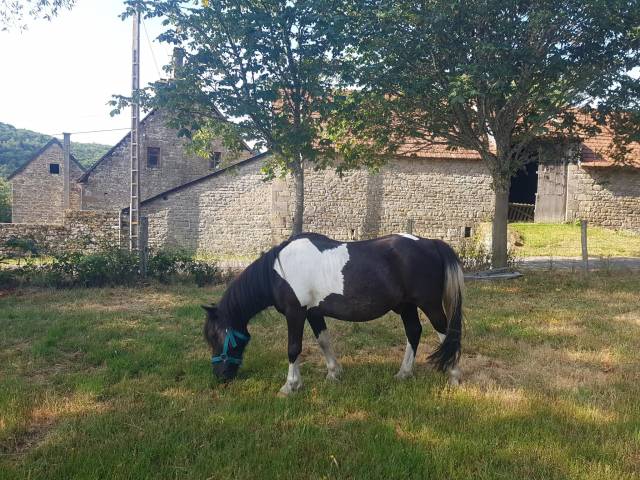 Gelding No Origin Recorded Free 2004 Coloured
