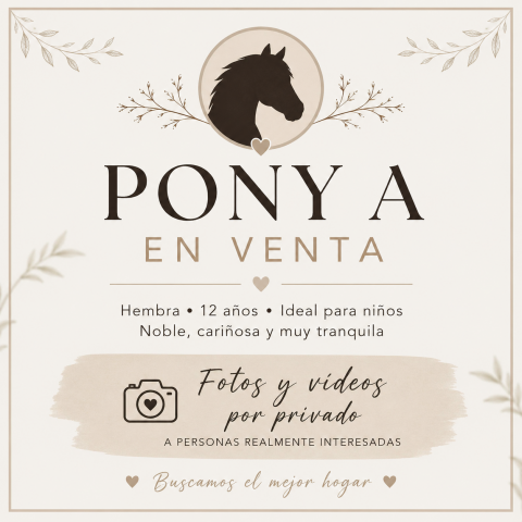 Mare Other Pony Breed For sale 2014 White