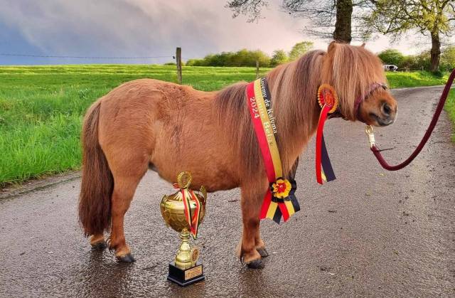 Mare Shetland Pony For sale 2017 Chesnut