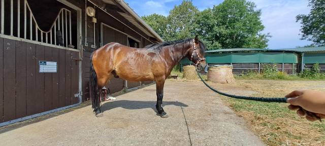 Gelding No Origin Recorded For sale 2011 Dark Bay