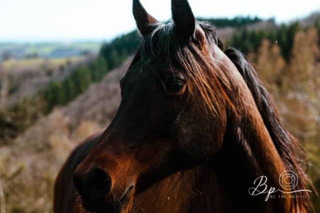 Mare Arabian Thoroughbred For sale 2010 Dark Bay