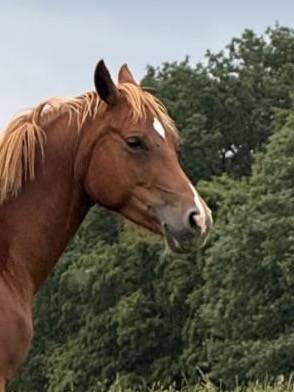 Mare Welsh Part Bred For sale 2021 Chesnut