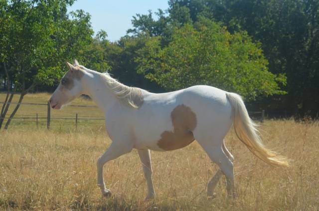 Mare Paint For sale 2024 Tobiano