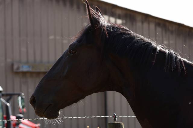 Broodmare Origin Recorded For sale 2019 Black