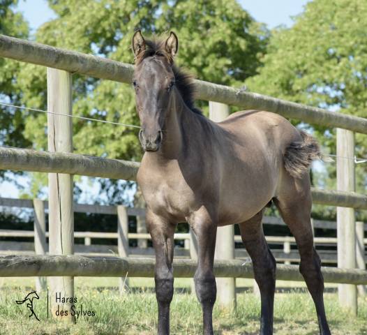 Colt KWPN Dutch Warmblood For sale 2026 Grullo