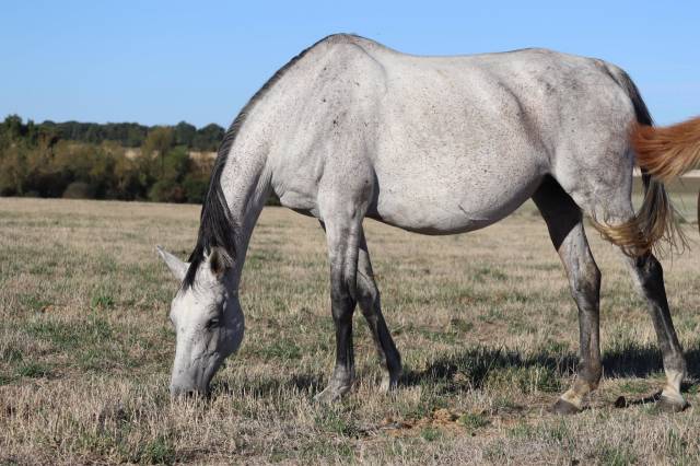 Broodmare Anglo-Arabian For sale 2018 Grey