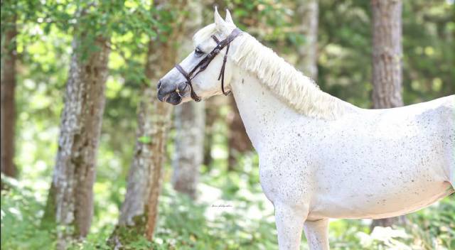 Mare Origin Recorded For loan 2012 Grey