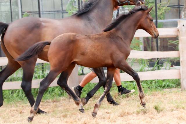 Filly KWPN Dutch Warmblood For sale 2026 Brown