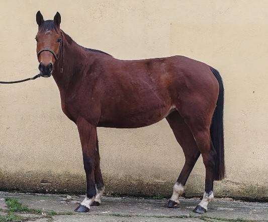 Mare Selle Fran&ccedil;ais For sale 2022 Dark Bay