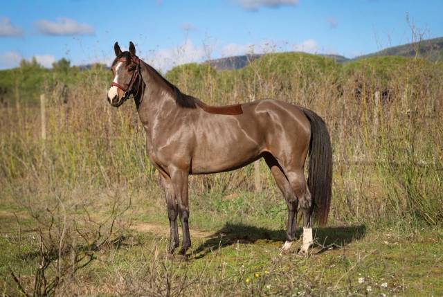 Mare Selle Fran&ccedil;ais For sale 2022 Bay