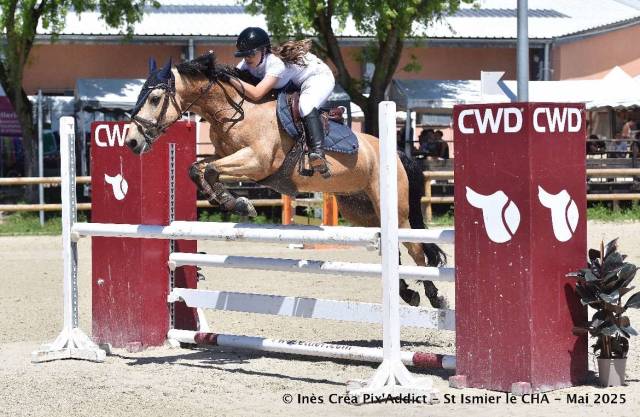 Gelding Connemara For sale 2013 Buckskin