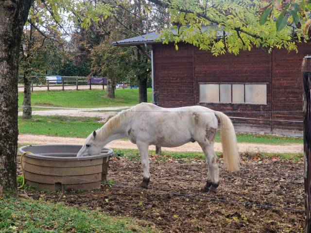 Gelding Connemara For sale 2005 Grey
