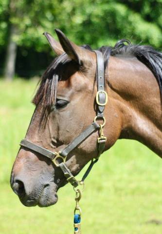 Mare French Trotter For sale 2018 Dark Bay