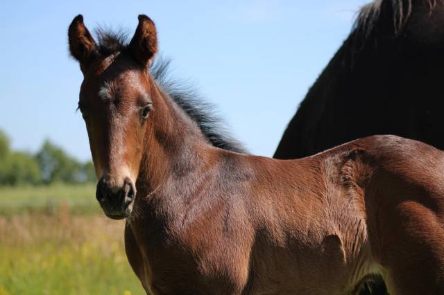 Colt French Saddle Pony For sale 2026 Black