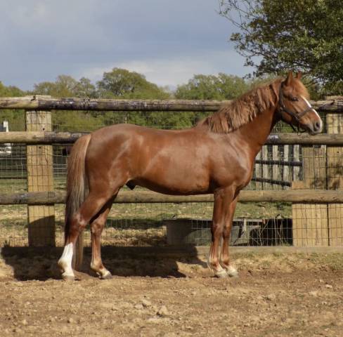 Entire French Saddle Pony Part-Livery 2021 Chesnut