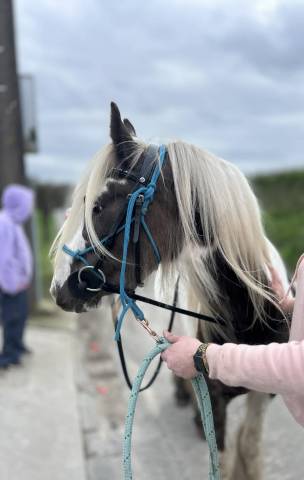 Gelding Other Pony Breed For sale 2023 Coloured