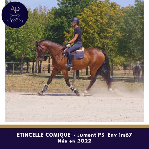 Mare Thoroughbred For sale 2022 Bay