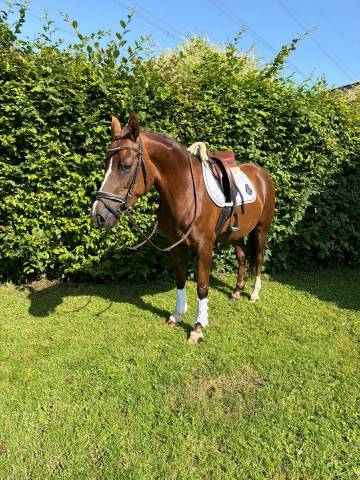 Mare Welsh Pony (Section D), Welsh Cob For sale 2018 Liver chestnut