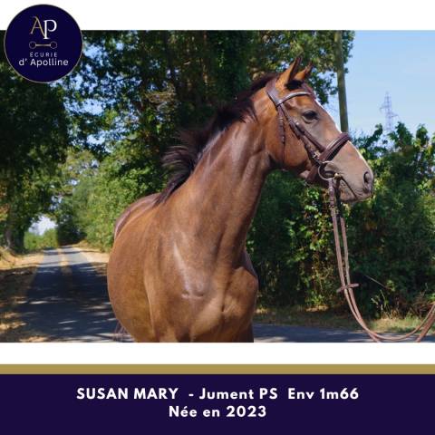 Mare Thoroughbred For sale 2023 Bay