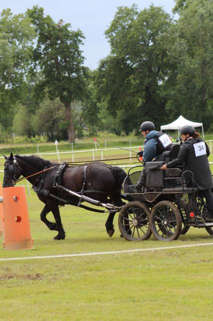 Carriage - Marathon for competition Dominiak Marathon training  