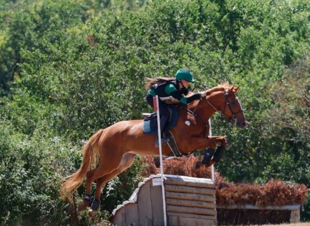 Filly Origin Recorded For sale 2022 Chesnut