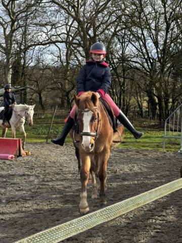 Gelding Welsh Part Bred For sale 2015 Chesnut