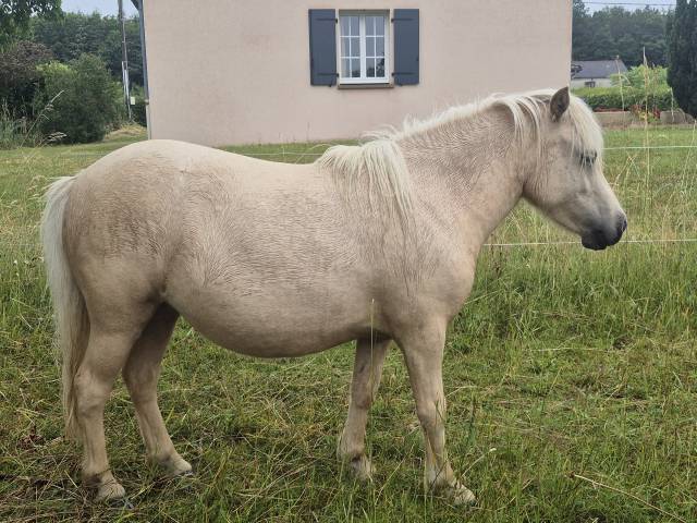 Filly Shetland Pony For sale 2024 Palomino