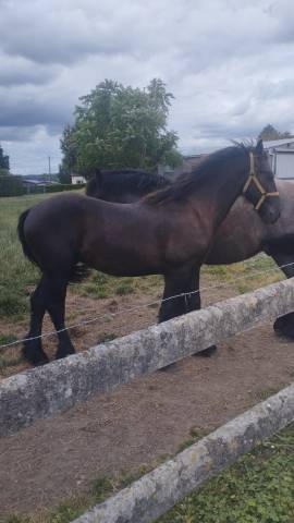 Stallion Friesian For sale 2025 Black