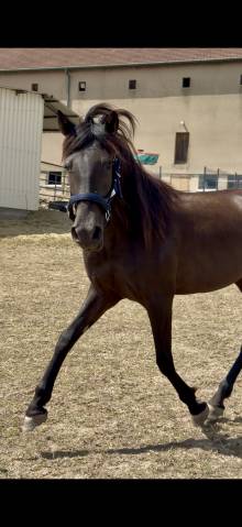 Filly PRE Pure Spanish Bred For sale 2024 Dark Bay