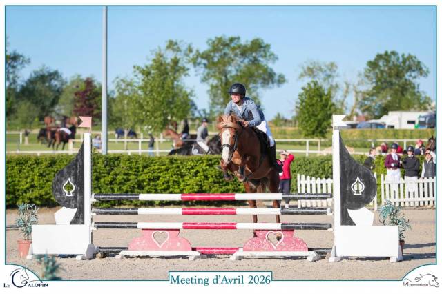 Gelding New Forest For sale 2019 Silver dapple