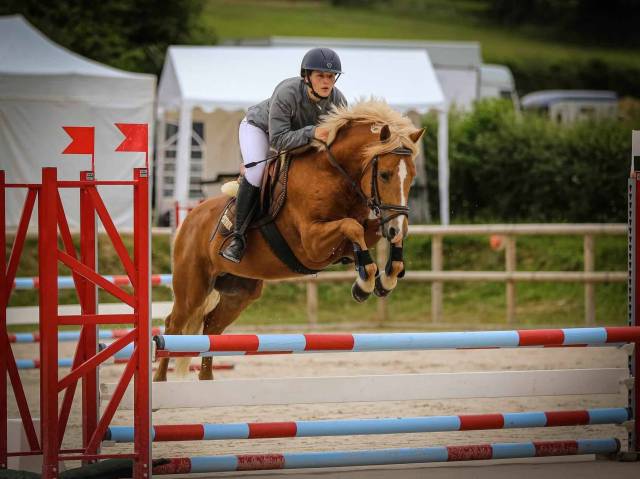 Stallion New Forest For sale 2019 Silver dapple