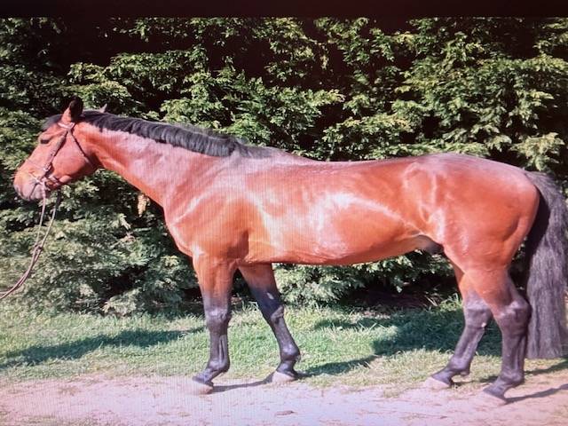 Stallion Selle Fran&ccedil;ais For sale 2016 Bay