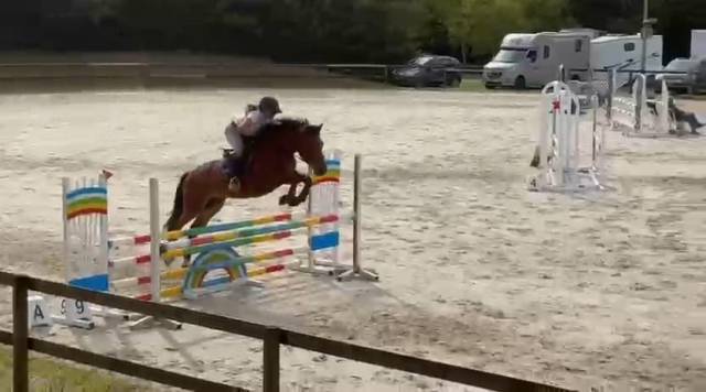 Gelding French Saddle Pony For sale 2021 Bay