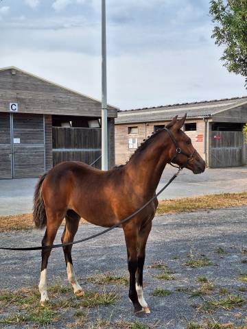 Gelding French Saddle Pony For sale 2021 Bay