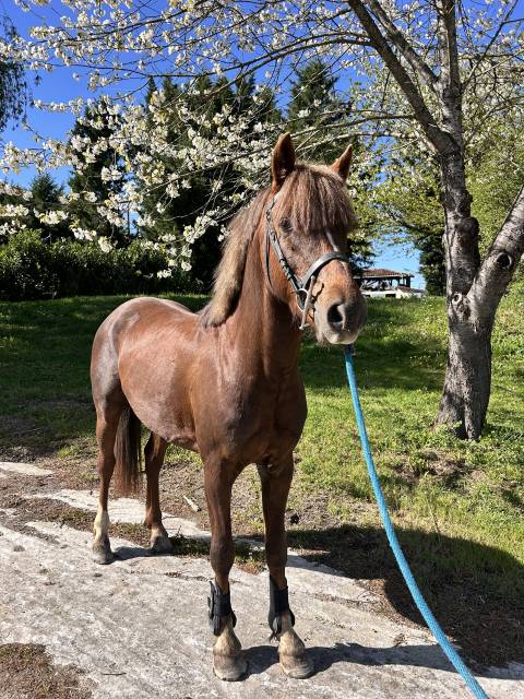Gelding French Saddle Pony For sale 2021 Liver chestnut