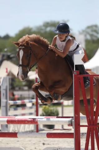 Mare French Saddle Pony For loan 2011 Chesnut