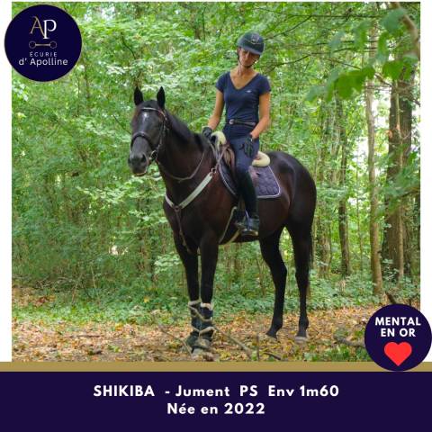 Mare Thoroughbred For sale 2022 Black