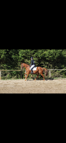 Mare Anglo-Arabian For sale 2014 Liver chestnut