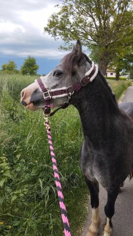 Mare Welsh Pony (Section A) For sale 2022 Grey