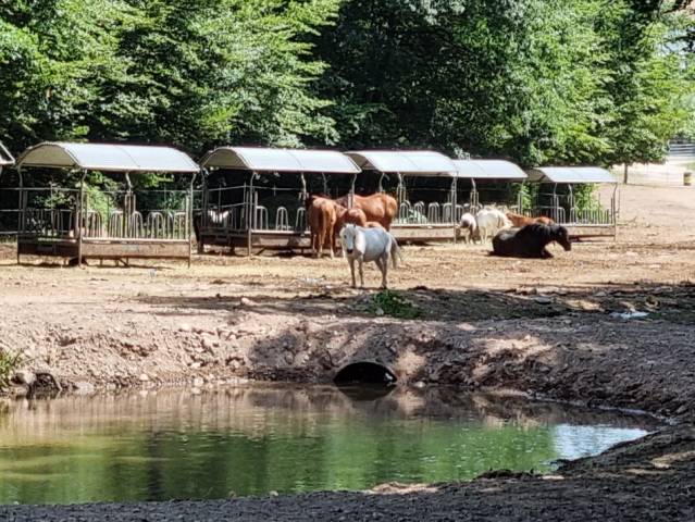 Riding school  Vosges