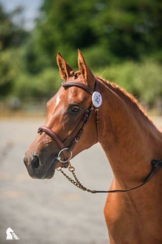 Mare French Saddle Pony For sale 2024 Chesnut