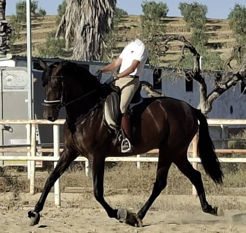 Mare PRE Pure Spanish Bred For sale 2021 Black