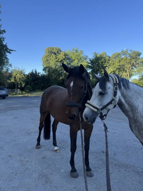 Mare Irish Sport Horse For sale 2022 Dark Bay