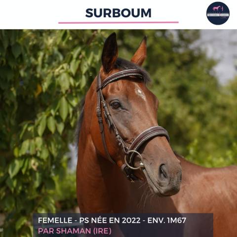 Gelding Thoroughbred For sale 2022 Bay