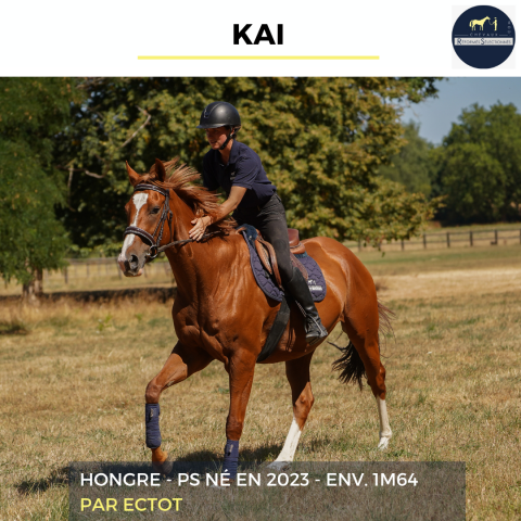 Gelding Thoroughbred For sale 2023 Chesnut