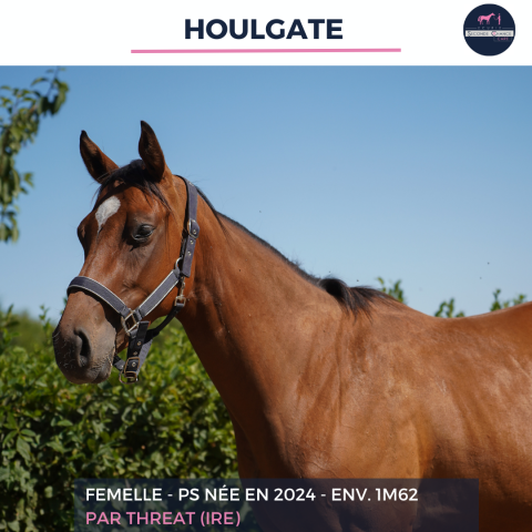 Mare Thoroughbred For sale 2024 Bay