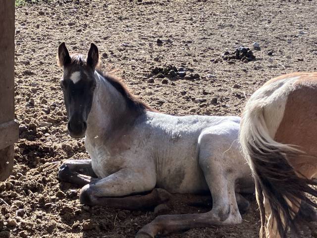 Colt Welsh Part Bred For sale 2026 Other color